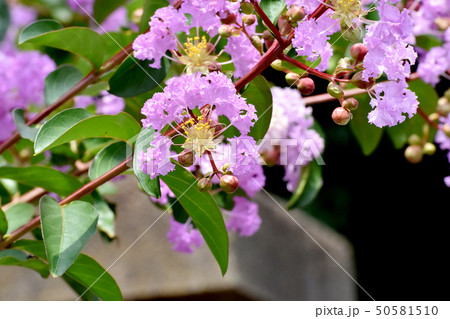 三鷹中原に咲く淡い紫色のサルスベリの花 50581510