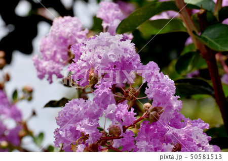 三鷹中原に咲く淡い紫色のサルスベリの花 三鷹中原に咲く淡い紫色のサルスベリの花 50581513