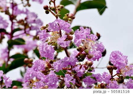 三鷹中原に咲く淡い紫色のサルスベリの花 50581516