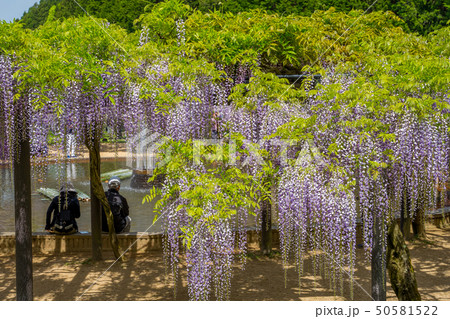 白井大町藤公園 白井大町藤公園 50581522