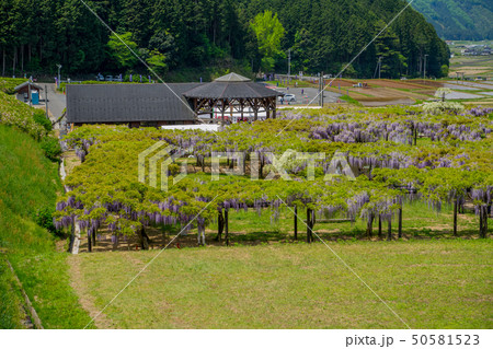 白井大町藤公園 50581523