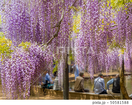 白井大町藤公園 50581588