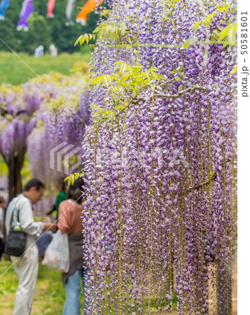 白井大町藤公園 50581601