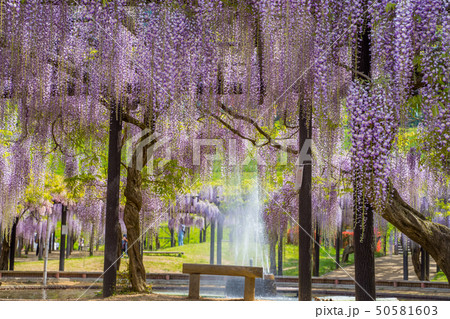 白井大町藤公園 50581603
