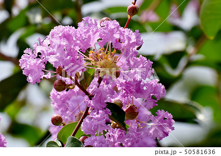 三鷹中原に咲く淡い紫色のサルスベリの花 50581636