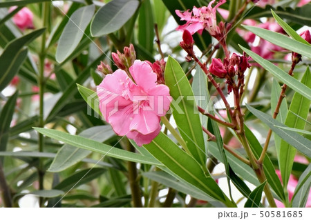 三鷹中原に咲くピンクのキョウチクトウの花 三鷹中原に咲くピンクのキョウチクトウの花 50581685