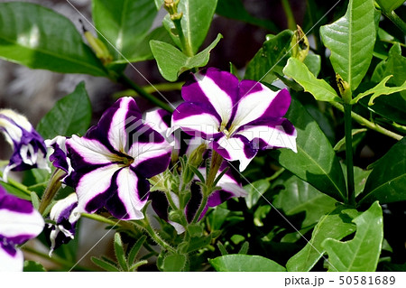 三鷹中原に咲く白と紫のペチュニアの写真素材