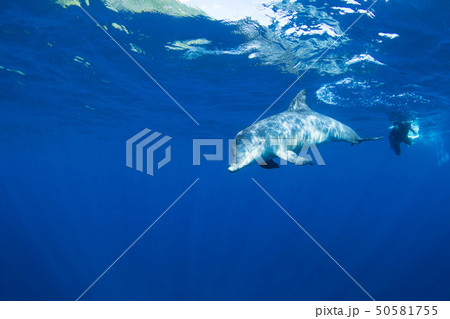 イルカ イルカ 50581755