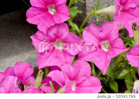 三鷹中原に咲くピンクのペチュニア 三鷹中原に咲くピンクのペチュニア 50581768