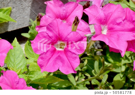 三鷹中原に咲くピンクのペチュニア 50581778