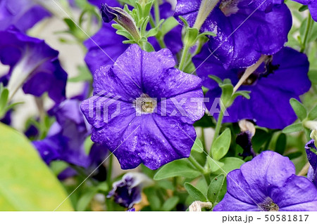三鷹中原に咲く青紫色のペチュニアの花の写真素材