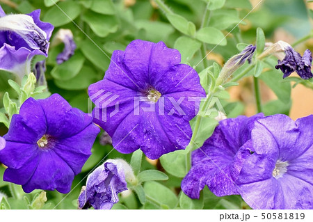 三鷹中原に咲く青紫色のペチュニアの花の写真素材