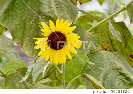 三鷹中原に咲く黄色いヒマワリ 50581826