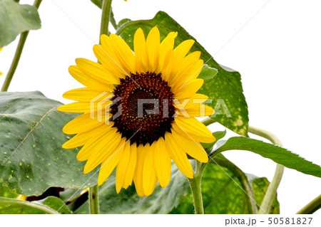 三鷹中原に咲く黄色いヒマワリ 三鷹中原に咲く黄色いヒマワリ 50581827