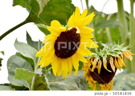 三鷹中原に咲く黄色いヒマワリ 三鷹中原に咲く黄色いヒマワリ 50581836
