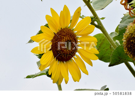 三鷹中原に咲く黄色いヒマワリ 三鷹中原に咲く黄色いヒマワリ 50581838