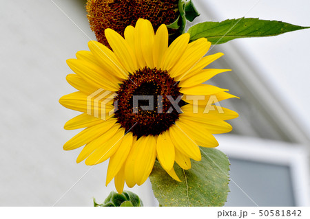 三鷹中原に咲く黄色いヒマワリ 50581842