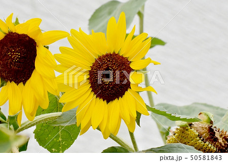 三鷹中原に咲く黄色いヒマワリ 三鷹中原に咲く黄色いヒマワリ 50581843