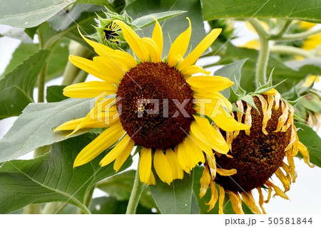 三鷹中原に咲く黄色いヒマワリ 三鷹中原に咲く黄色いヒマワリ 50581844