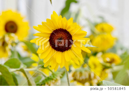三鷹中原に咲く黄色いヒマワリ 三鷹中原に咲く黄色いヒマワリ 50581845