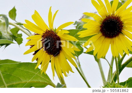 三鷹中原に咲く黄色いヒマワリ 三鷹中原に咲く黄色いヒマワリ 50581862