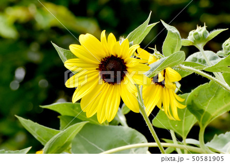 三鷹中原に咲く黄色いヒマワリ 三鷹中原に咲く黄色いヒマワリ 50581905