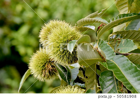 三鷹中原になる未完熟のクリの実 50581908