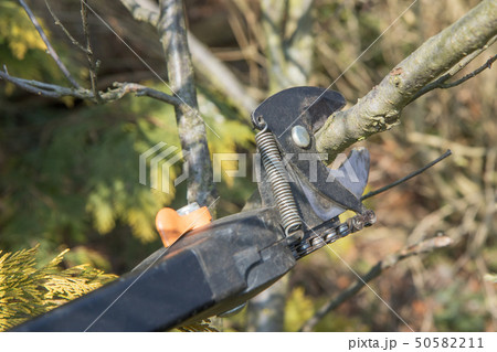 Gardening - pruning tree Gardening - pruning tree 50582211