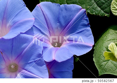 三鷹中原に咲く青いアサガオの花 50582567