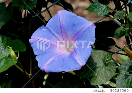 三鷹中原に咲く青いアサガオの花 50582569