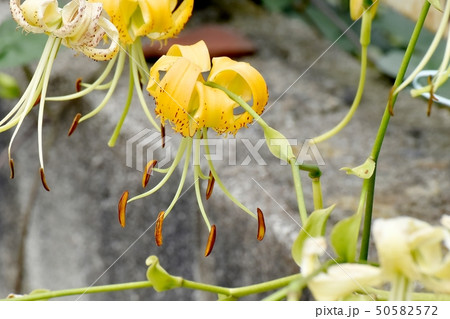 三鷹中原に咲く黄色いキカノコユリの花 三鷹中原に咲く黄色いキカノコユリの花 50582572
