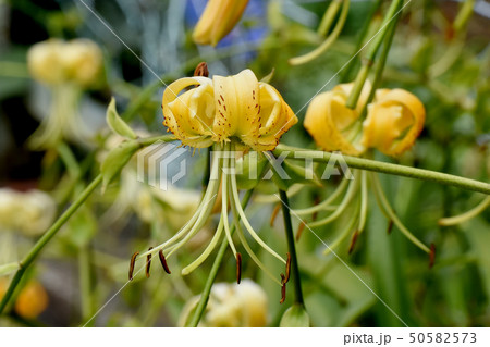 三鷹中原に咲く黄色いキカノコユリの花 50582573
