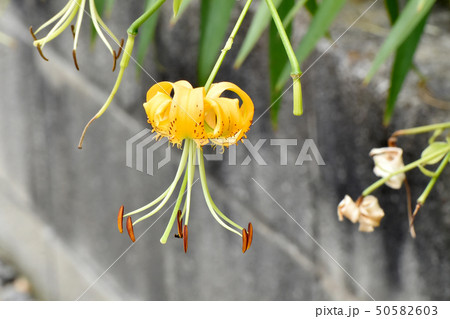 三鷹中原に咲く黄色いキカノコユリの花 三鷹中原に咲く黄色いキカノコユリの花 50582603