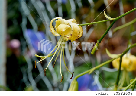 三鷹中原に咲く黄色いキカノコユリの花 三鷹中原に咲く黄色いキカノコユリの花 50582605