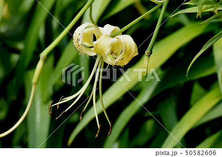 三鷹中原に咲く黄色いキカノコユリの花 三鷹中原に咲く黄色いキカノコユリの花 50582606