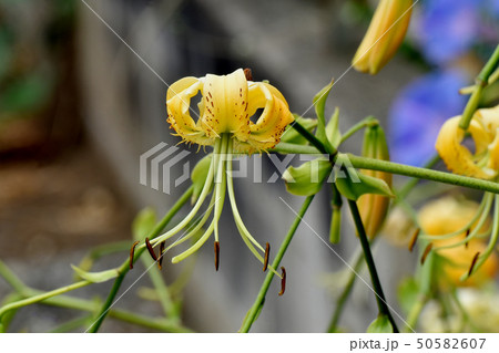 三鷹中原に咲く黄色いキカノコユリの花 三鷹中原に咲く黄色いキカノコユリの花 50582607