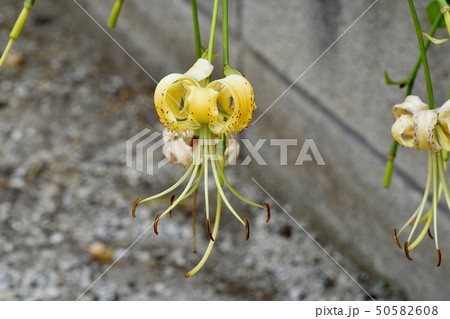 三鷹中原に咲く黄色いキカノコユリの花 三鷹中原に咲く黄色いキカノコユリの花 50582608