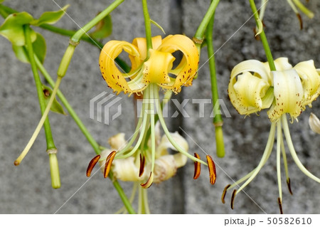 三鷹中原に咲く黄色いキカノコユリの花 50582610