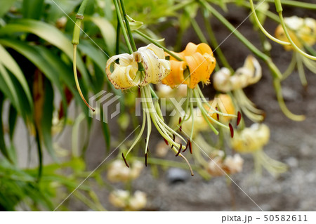 三鷹中原に咲く黄色いキカノコユリの花 三鷹中原に咲く黄色いキカノコユリの花 50582611