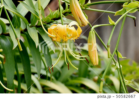 三鷹中原に咲く黄色いキカノコユリの花 三鷹中原に咲く黄色いキカノコユリの花 50582667