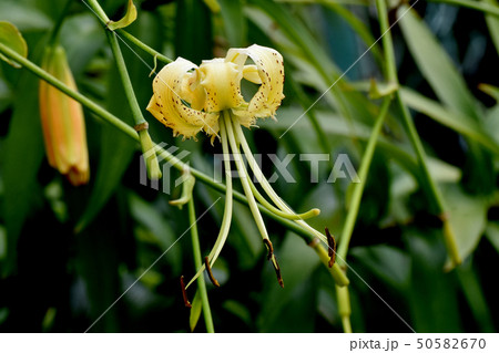 三鷹中原に咲く黄色いキカノコユリの花 50582670