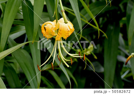 三鷹中原に咲く黄色いキカノコユリの花 50582672