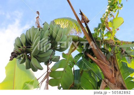 竹富島に生えていたバナナの木と青空　沖縄観光 50582892