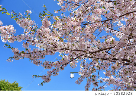 北海道森町オニウシ公園の満開の桜の風景を撮影 50582928