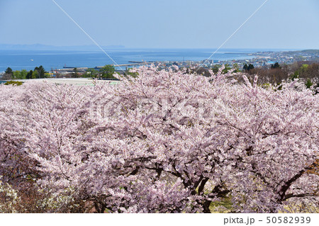 北海道森町オニウシ公園の満開の桜の風景を撮影 北海道森町オニウシ公園の満開の桜の風景を撮影 50582939