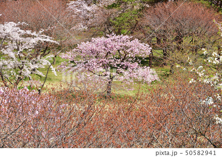 北海道森町オニウシ公園の満開の桜の風景を撮影 50582941