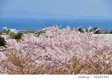 北海道森町オニウシ公園の満開の桜の風景を撮影 50582942