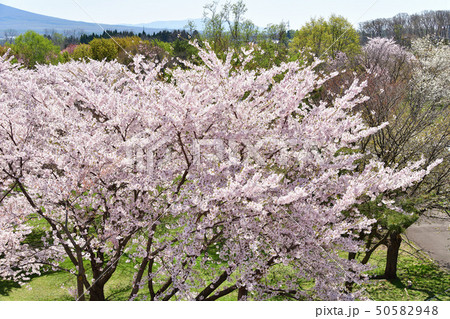 北海道森町オニウシ公園の満開の桜の風景を撮影 50582948