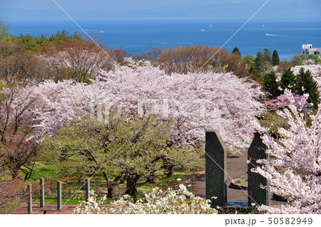 北海道森町オニウシ公園の満開の桜の風景を撮影 北海道森町オニウシ公園の満開の桜の風景を撮影 50582949