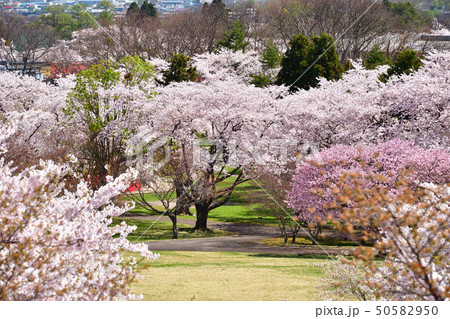 北海道森町オニウシ公園の満開の桜の風景を撮影 50582950
